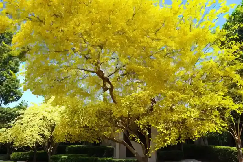 Golden Rain Tree (Koelreuteria Paniculata)