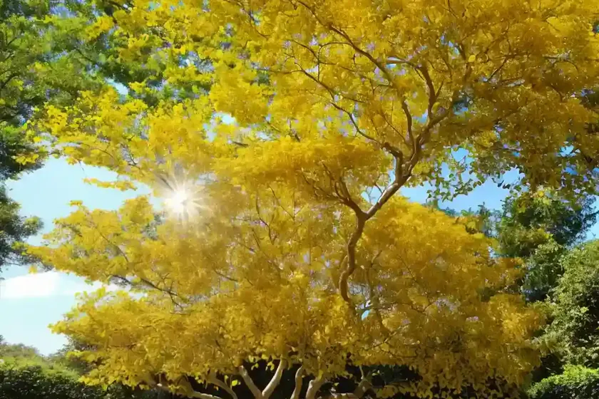 Golden rain tree (koelreuteria paniculata ‘september’) — photo 2