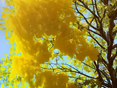 Golden Rain Tree (Koelreuteria Paniculata ‘September’)