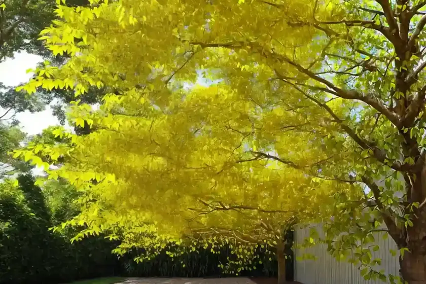 Golden rain tree (koelreuteria paniculata ‘woodlanders low form’) — photo 2