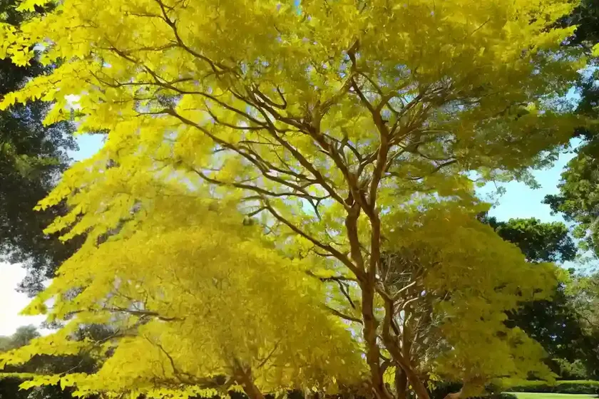 Golden rain tree (koelreuteria paniculata ‘woodlanders low form’) — photo 3