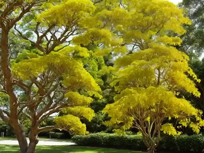 Golden Rain Tree (Koelreuteria Paniculata ‘Woodlanders Low Form’)