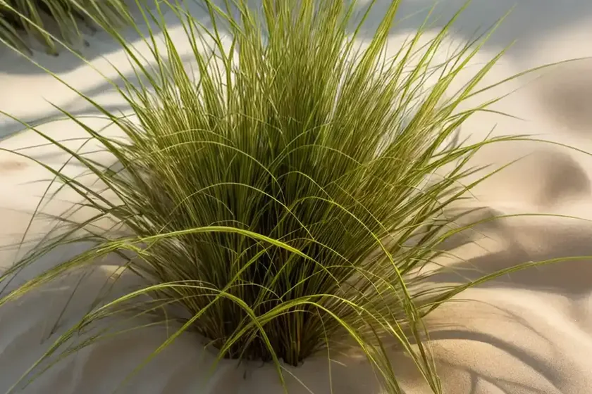 Golden sand sedge (ficinia spiralis) — photo 2