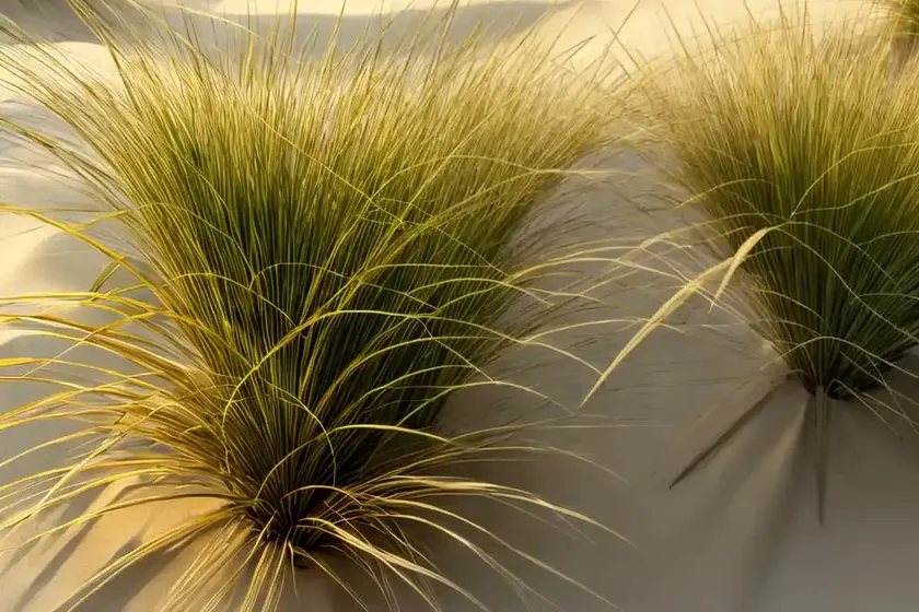 Golden sand sedge (ficinia spiralis) — photo 3