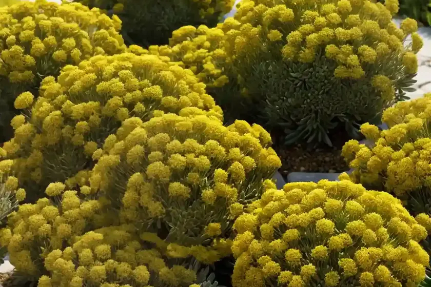 Golden sedum (sedum adolphi) — photo 3
