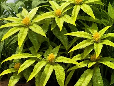 Golden-shower (Dolichandra Unguis-cati)