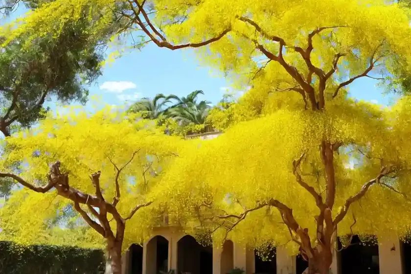 Golden shower tree (cassia fistula) — photo 2