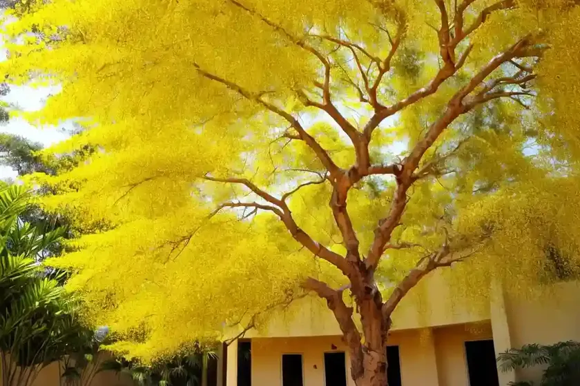 Golden shower tree (cassia fistula) — photo 3