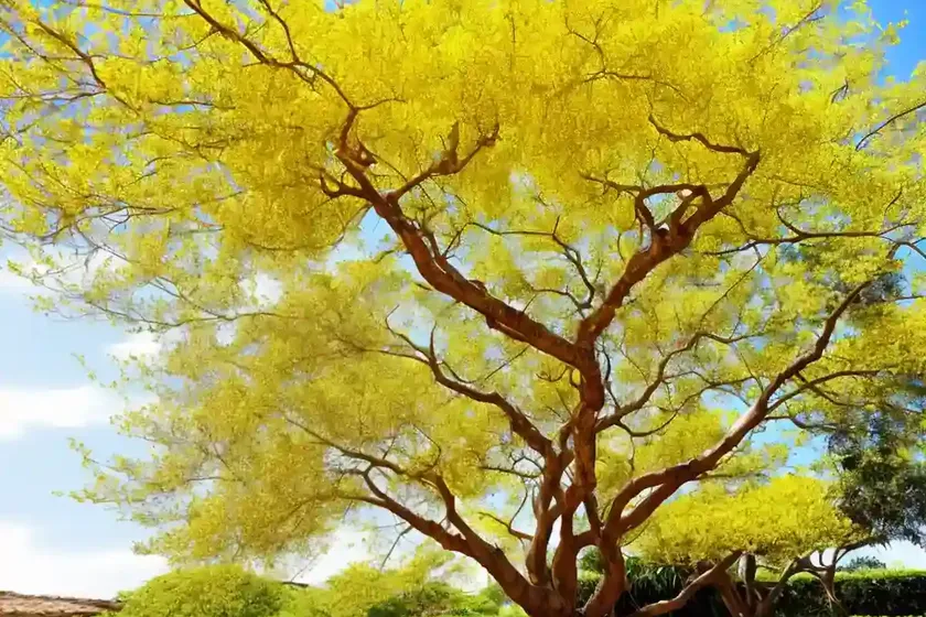 Golden shower tree (cassia fistula)