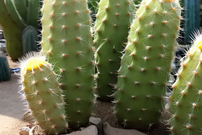 Golden-spined cactus (pilosocereus lanuginosus) — photo 3