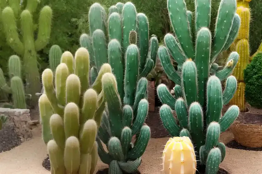 Golden torch cactus (trichocereus spachianus) — photo 3