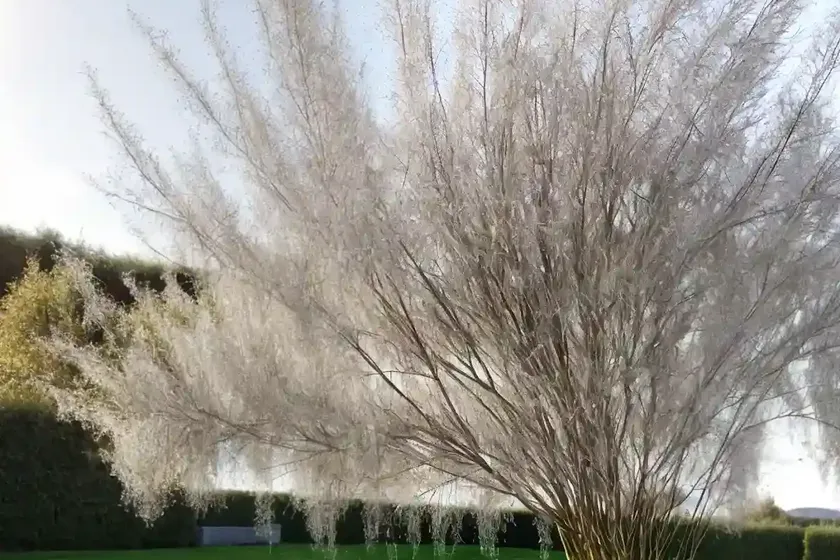 Golden willow (salix alba var. vitellina) — photo 2