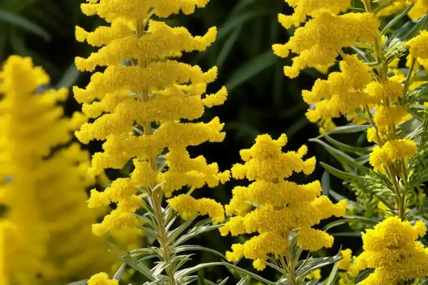 Goldenrod (solidago) — photo 2