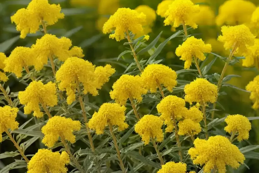 Goldenrod (solidago) — photo 3