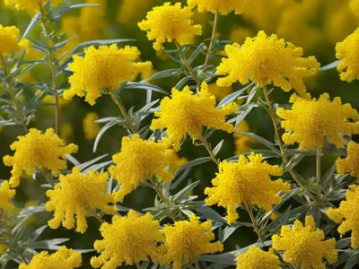 Goldenrod (Solidago)