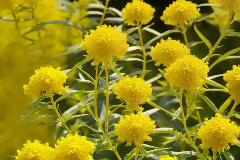 Goldenrod (solidago gattingeri) — photo 2