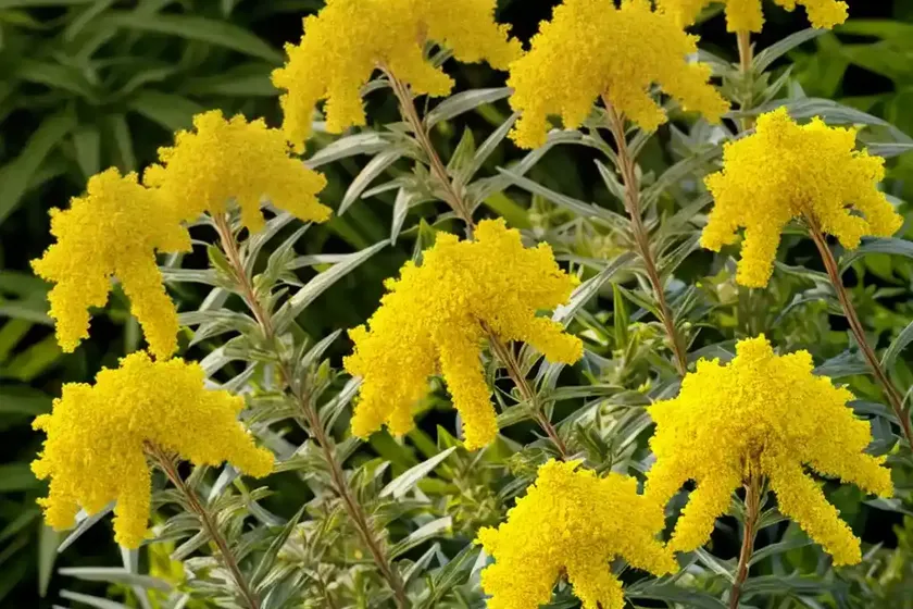 Goldenrod (solidago gattingeri) — photo 3