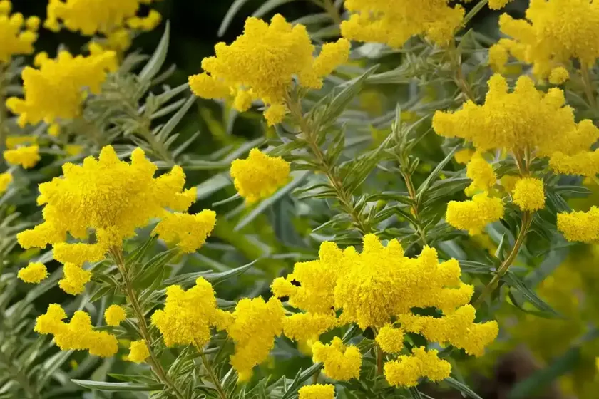 Goldenrod (solidago gattingeri)