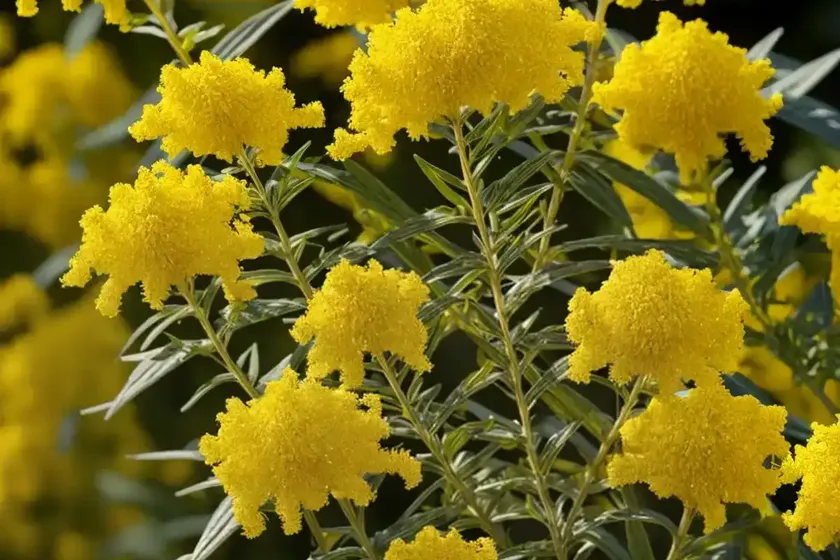 Goldenrod (solidago ‘goldkind’ golden baby) — photo 3