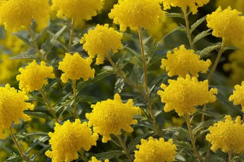 Goldenrod (solidago ‘goldkind’ golden baby)