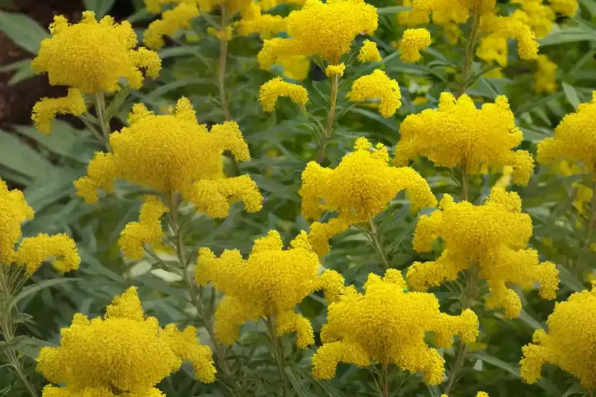 Goldenrod (Solidago ‘Leraft’) — photo 3