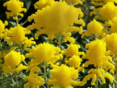 Goldenrod (Solidago ‘Leraft’)