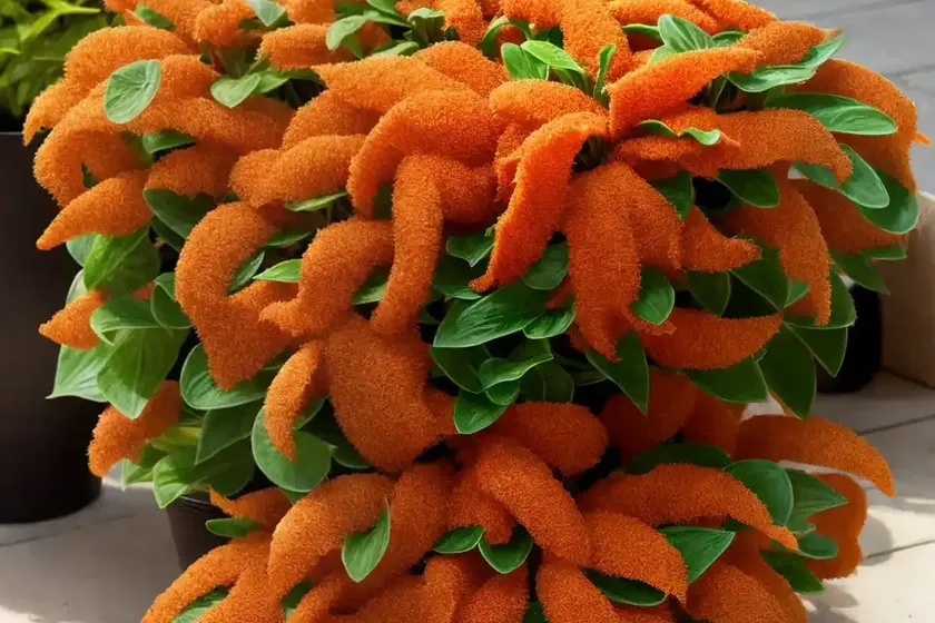 Goldfish plant (columnea) — photo 2