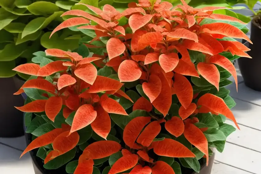 Goldfish plant (columnea) — photo 3