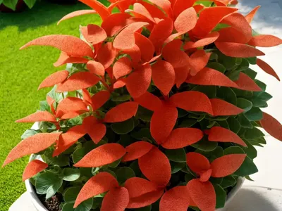 Goldfish Plant (Columnea)