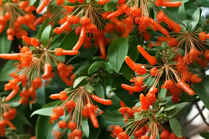 Goldflame honeysuckle (lonicera x heckrottii) — photo 3