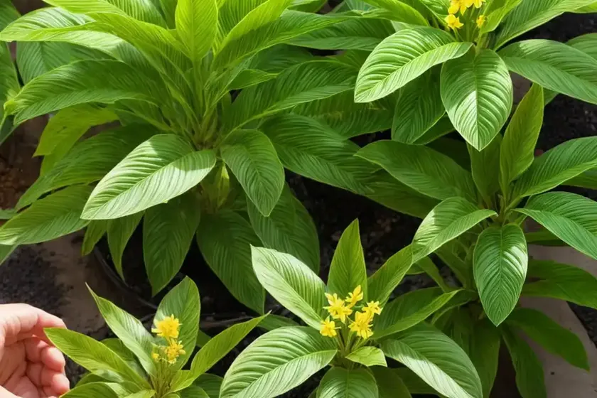 Goniolimon (goniolimon incanum) — photo 3