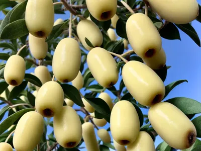 Goumi (Elaeagnus Multiflora)