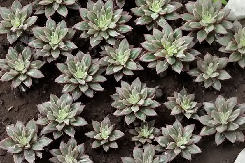 Grand stonecrop (hylotelephium maximum) — photo 3