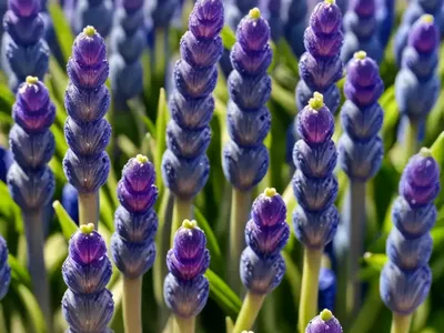 Grape Hyacinth (Muscari Latifolium)