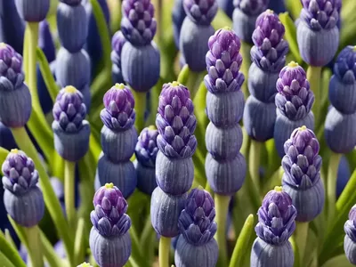 Grape Hyacinths (Muscari Botryoides)