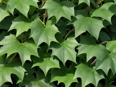 Grape Ivy (Cissus Alata)