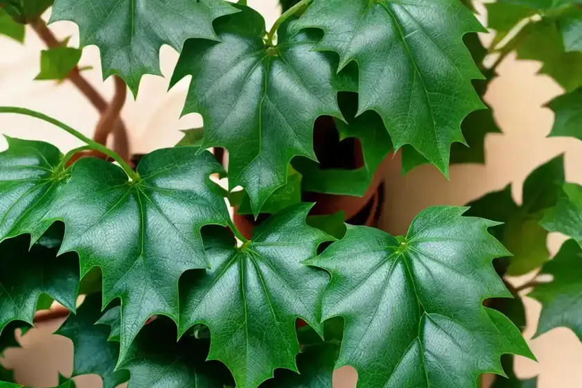 Grape ivy (cissus rhombifolia) — photo 2