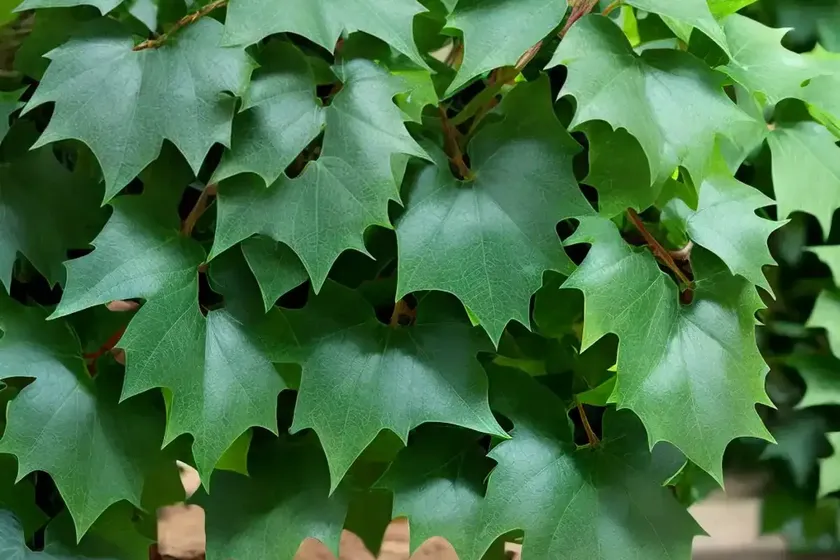 Grape ivy (cissus rhombifolia) — photo 3