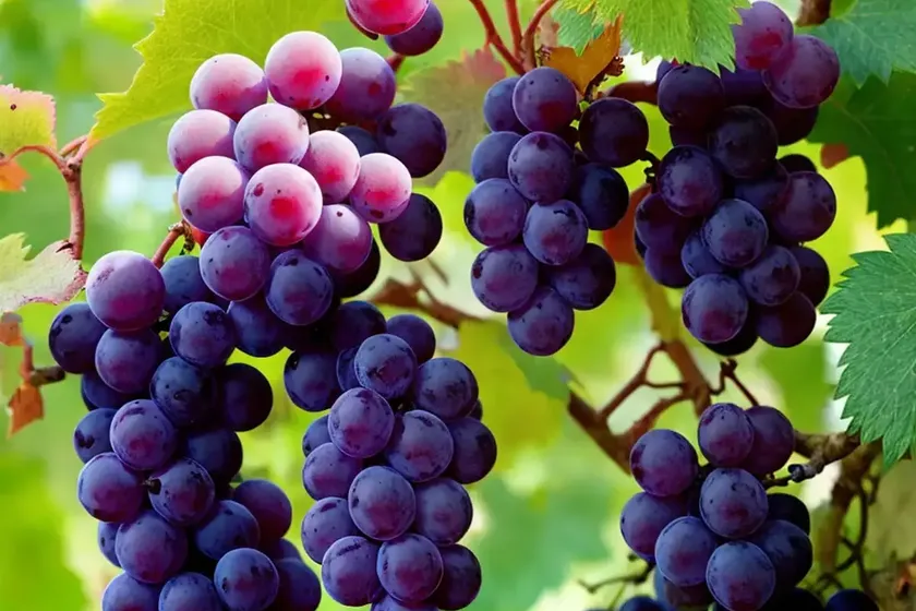 Grape (vitis ‘catawba’) — photo 3