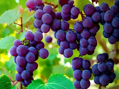 Grape (Vitis ‘Catawba’)