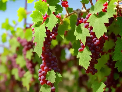 Grapevine (Vitis Vinifera)