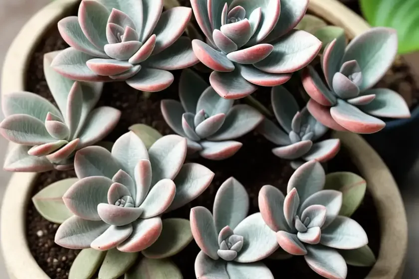 Graptoveria (graptoveria titubans) — photo 2