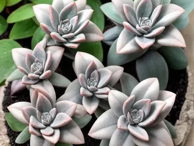 Graptoveria ‘Silver Star’ (Graptoveria ‘Silver Star’)