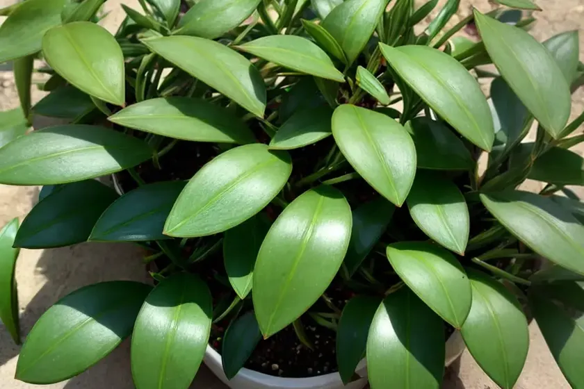 Grass leafed hoya (hoya retusa) — photo 3