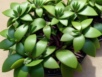 Grass Leafed Hoya (Hoya Retusa)