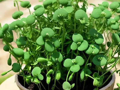 Grass Pea (Lathyrus Nissolia)