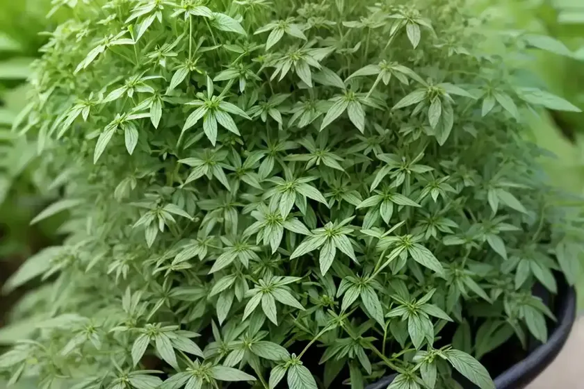 Grassleaf pepperweed (lepidium graminifolium) — photo 3