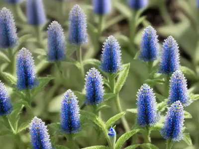 Gray Field Speedwell (Veronica Polita)