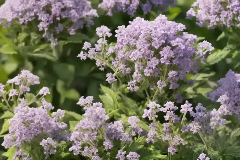 Gray vervain (verbena canescens) — photo 2