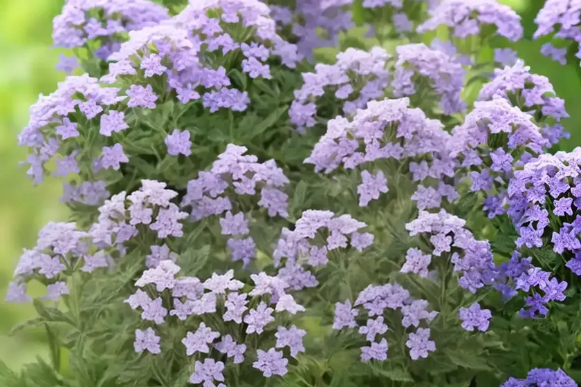 Gray vervain (verbena canescens) — photo 3